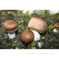 Agaricus blazei(Brazil mushroom)extract